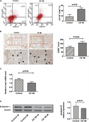 Macrophages Inhibit Ciliary Protein Levels by Secreting BMP-2 Leading to Airway Epithelial Remodeling Under Cigarette Smoke Exposure